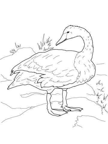 Trumpeter Swan On Shore Coloring Page